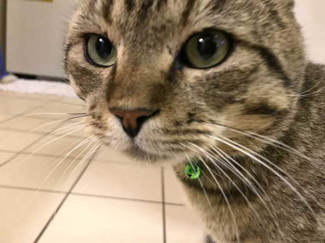 Lost Cat